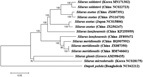 Figure 1. Phylogenetic relationship of Silurus soldatovi in the family Siluridae.