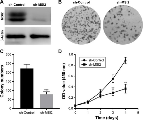 Figure 3 MSI2 knockdown inhibits extrahepatic cholangiocarcinoma cell growth.