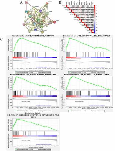 Figure 3. Interaction among m6A RNA methylation regulators and functional annotation of OC in cluster ½ subgroups. (a) The m6A modification-related interactions among the 17 m6A RNA methylation regulators. (b) Spearman correlation analysis of the 17 m6A modification regulators. (c) GO analysis by GSEA of cluster 1 and cluster 2