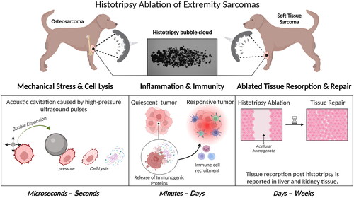 Figure 1. A Pictorial diagram of the histotripsy mechanism and downstream biological effects. Histotripsy works by generating acoustic cavitation bubble cloud from endogenous gas in tissues via ultrasound pulses. The expansion of the microbubbles that the cavitation cloud is composed of exerts pressure on cells ultimately leading to cell lysis (mechanical stress and cell lysis panel). The lysis of targeted cells results in the release of immunogenic proteins stimulating an immune response. The stimulated immune response has the potential to shift an immunological quiescent tumor into an immunological responsive state to aid in tumor regression (inflammation & immunity panel). Over time the acellular homogenate created by histotripsy ablation is resorbed and the targeted tissue is repaired (ablated tissue resorption and repair panel). created with BioRender.com.