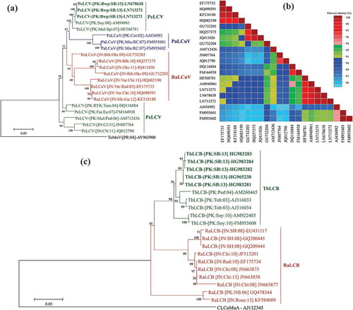 Fig. 2 (Colour online) Neighbour joining phylogenetic dendrograms and pairwise percentage identities of Pedilanthus leaf curl virus (PeLCV) and Tobacco leaf curl betasatellite (TbLCB) isolates from Sesbania bispinosa with other similar sequences retrieved from NCBI nucleotide database. The phylogenetic trees are based on pair-wise alignment, done using CLUSTAL W program of MEGA 6 and percentage identities were calculated using sequence demarcation tool (SDT) MUSCLE. The nomenclature of each sequence in the tree is: Name of virus- [Country:Location:Host:Year of sample collection]-Accession number. Both trees are supported by 1000 bootstrap value, represented with each root. a, The phylogenetic tree of whole genome of virus indicates that PeLCV isolated from S. bispinosa is closely related to PeLCV isolated from soybean from Pakistan (green). Overall PeLCV shows similarity with [RaLCuV (red)] and Papaya leaf curl virus [PaLCuV (blue)] isolates from various hosts in Pakistan and India. Tomato mottle virus (ToMoV) is used as an outgroup. b, The graphical representation of pairwise identities based on SDT MUSCLE alignment and the colour table on the right describes the percentage identity that each colour represents. c, The phylogenetic tree of betasatellites shows that TbLCB isolated from S. bispinosa is closely related to the three isolates of TbLCB, one from Pedilanthus and two from tobacco (green). Overall the sequences of TbLCB show association with Radish leaf curl betasatellite (RaLCB) isolates from various hosts in Pakistan and India (red). Cotton leaf curl Multan alphasatellite (CLCuMuA) is used as an outgroup.