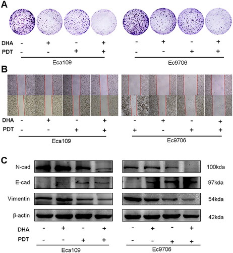 Figure 1. DHA and PDT combined treatment can suppresses cell proliferation and migration. (A) Images of Eca109 and Ec9706 cells treated with DHA or/and PDT, the clony numbers significantly decreased in the DHA + PDT group. (B) Wound healing assay: with the treatment of DHA + PDT, cell migration was inhibited. (C) The protein expression of N-cadherin, E-cadherin, Vimentin was determined by western-bloting analysis.