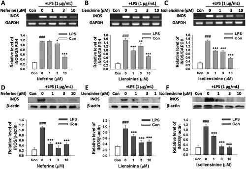Figure 3. Effects of Neferine, Liensinine and Isoliensinine on LPS-induced expression of iNOS mRNA and protein in macrophages. RAW264.7 cells were treated with Neferine (A and D), Liensinine (B and E) or Isoliensinine (C and F) (1–10 μM) in the presence of LPS (1 μg/mL) for 24 h. (A–C) The expression of iNOS mRNA was analyzed by RT-PCR. (D–F) The expression of iNOS protein was detected by western blot. ###P < 0.001 as compared with the blank control group (Con), *P < 0.05, **P < 0.01, ***P < 0.001 as compared with the LPS alone group.