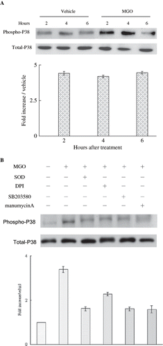 Figure 4. (A) High MGO increased cytosolic P38 activation. (B) Inhibition of superoxide by SOD or DPI or suppression of P38 activity by SB203580 and inhibition of Ras activity by manumycin A reduced the promoting effect of MGO on cytosolic P38 activation in four hours. Cytosolic fractions of cell lysate from cultures were subjected to Western blot assay. Immunoblotting of P38 showed equal loadings and transfer for all lanes. The relative intensities of the immunoblotting bands were measured by densitometry normalized to each vehicle. Experimental results are presented as means ± standard errors calculated from three triplicate experiments.