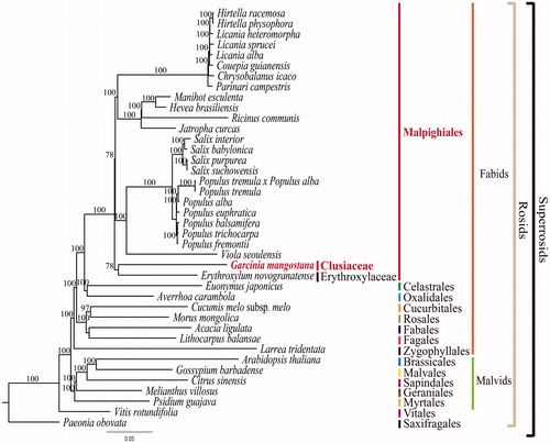 Figure 1. Maximum Likelihood (ML) tree based on 78 protein-coding and four rRNA genes from 40 plastomes as determined by RAxML(−ln L = −466117.224833). The numbers at each node indicate the ML bootstrap values. GenBank accession numbers of taxa are shown below, Acacia ligulata (NC_026134), Arabidopsis thaliana (NC_000932), Averrhoa carambola (NC_033350), Chrysobalanus icaco (NC_024061), Citrus sinensis (NC_008334), Couepia guianensis (NC_024063), Cucumis melo subsp. melo (NC_015983), E. novogranatense (NC_030601), Euonymus japonicus (NC_028067), G. mangostana (KX822787), Gossypium barbadense (NC_008641), Hevea brasiliensis (NC_015308), Hirtella physophora (NC_024066), H. racemose (NC_024060), Jatropha curcas (NC_012224), Larrea tridentata (NC_028023), Licania alba (NC_024064), L. heteromorpha (NC_024062), L. sprucei (NC_024065), Lithocarpus balansae (NC_026577), Manihot esculenta (NC_010433), Morus mongolica (NC_025772), Melianthus villosus (NC_023256), Paeonia obovata (NC_026076), Parinari compestris (NC_024067), Populus alba (NC_008235), P. balsmifera (NC_024735), P. euphratica (NC_024747), P. fremontii (NC_024734), P. tremula (NC_024725), P. tremula × P. alba (NC_028504), P. trichocarpa (NC_009143), Psidium guajava (NC_033355), Ricinus communis (NC_016736), Salix babylonica (NC_028350), S. interior (NC_024681), S. purpurea (NC_026722), S. suchowensis (NC_026462) Viola seoulensis (NC_026986) and Vitis rotundifolia (NC_023790).