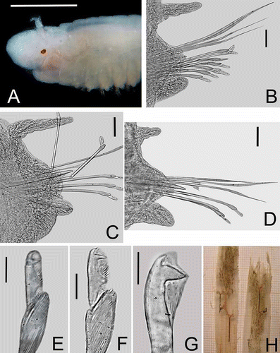 Figure 5. Lysidice thalassicola n. sp. A, Anterior end, dorsal view. B, Chaetiger 3, frontal view. C, Chaetiger 16, frontal view. D, Chaetiger 169, frontal view (subacicular hook broken during mounting). E, Compound falcigers, chaetiger 3; F, Compound falcigers, chaetiger 89. G, Subacicular hook, chaetiger 89. H, Two sheaths of the seagrass Thalassia testudimun with specimens of Lysidice thalassicola n. sp. inside the sheath mesophyllum. Scale bars: A, 0.5 mm; B–D, 0.03 mm; E–G, 0.01 mm.