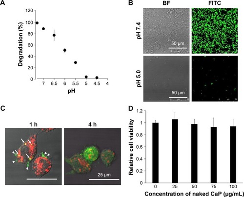 Figure 4 Degradation of CaP in an acidic environment and subcellular localization and cytotoxicity of CaP.Notes: (A) pH-dependent degradation of CaP. CaP was resuspended in solutions with various pH; optical density at 320 nm was measured 1 h later. (B) FITC-labeled ODNs entrapped by CaP were resuspended in PBS (pH 7.4) and 10 mmol/L acetic acid (pH 5.0), and FITC fluorescence was observed by confocal microscopy. BF, bright-field image. (C) Subcellular localization of ODN entrapped by CaP. FITC-labeled ODNs entrapped by CaP were applied to RAW264 cells. Green, FITC; red, LAMP-1; arrowhead, FITC near inner cell membrane; arrow, FITC in the late endosome or lysosome. (D) Cytotoxicity of CaP. RAW264 cells were treated with various concentrations of CaP, and cell viability was evaluated 24 h later.Abbreviations: BF, bright-field; CaP, calcium phosphate; FITC, fluorescein isothiocyanate; ODNs, oligodeoxynucleotides; PBS, phosphate-buffered saline.