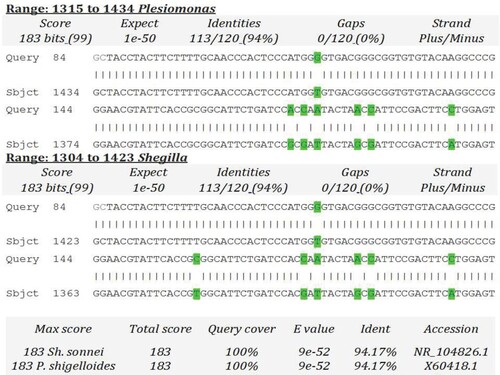 Figure 2. BLAST scores of 16S rRNA gene of the isolate number 8 in comparison to 16S rRNA gene of Plesiomonas and Shigella (Acc# X60418 and NR_104826, respectively).