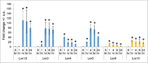 Figure 3. Caterpillar-induced expression of 9-lipoxygenases (blue bars) and 13-lipoxygenases (orange bars) in maize inbred line B73. Mean +/- s.e. of 4 independent samples. *P value < 0.05, Dunnett's test relative to 0-hour controls. Data are adapted from Tzin et al. 2017.