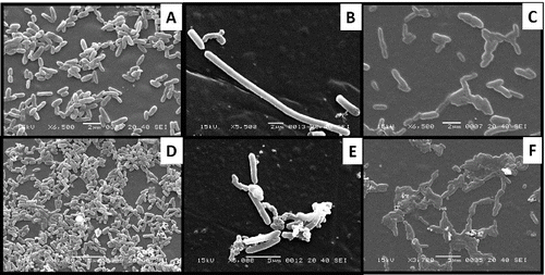 Figure 3. Cellular morphology of (A) Pseudomonas sp. IES-Ps-1 at 6500X magnification, (B) Bacillus sp. IES-B at 5500X magnification and (C) Pseudomonas sp. IES-S at 6500X magnification when grown in nutrient broth and the respective cells of IES-Ps-1, (D) IES-B (E) and IES-S (F) grown in mineral medium supplemented with phenol.
