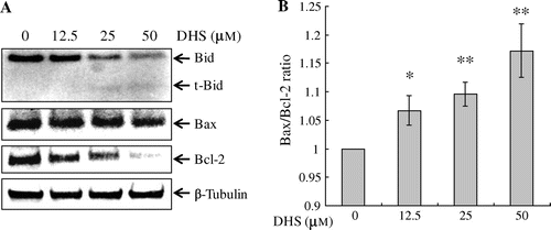 Fig. 6. Effects of DHS on the protein expression levels of Bid, Bax, and Bcl-2 (A) and the Bax:Bcl-2 in HeLa cells (B).Note: Cells were treated with 0–50 μm DHS for 24 h. After normalization with β-Tubulin by means of an image analysis program, the ratio of Bax to Bcl-2 was determined. Values are expressed as mean ± SD.*p < 0.05 vs. control, **p < 0.01 vs. control.
