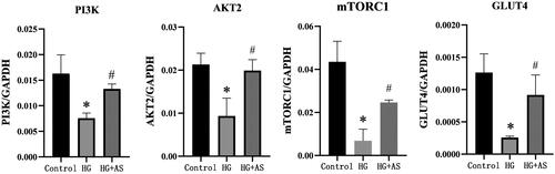 Figure 4. Effect of AS on mRNA levels of signalling molecules in PI3K/AKT pathway. *p < 0.05 compared with control group; #p < 0.05 compared with HG group.
