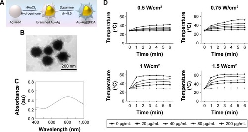 Figure 1 Characterization of Au–Ag@PDA NPs.Notes: (A) Schematic diagram of Au–Ag@PDA NPs synthesis. (B) TEM images of Au–Ag@PDA NPs. (C) UV-vis spectra of Au–Ag@PDA NPs. (D) Temperature increase of different concentrations of Au–Ag@PDA NPs irradiated by an 808 nm laser at various power densities.Abbreviations: NPs, nanoparticles; PDA, polydopamine; TEM, transmission electron microscopy; UV, ultraviolet.