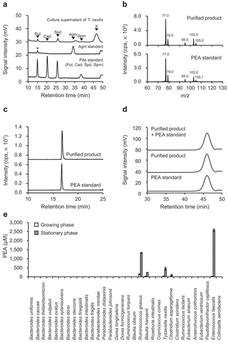 Figure 1. Identification of PEA and PEA-producing gut bacteria. (a) Unidentified biogenic amine (x) observed in B. hansenii, C. asparagiforme, T. nexilis, En. faecalis, and R. gnavus. The upper panel shows the HPLC chromatogram of culture supernatant of T. nexilis as representative data, and the lower and middle panels are chromatograms of polyamines (PAs) standard (Put, putrescine; Cad, cadaverine; Spd, spermidine; Spm, spermine) and agmatine (Agm) standard, respectively. *Trace amounts of putrescine were present as a contaminant in the agmatine standard reagent. (b) Comparison of MS/MS spectra of PEA standard and unidentified biogenic amine purified from culture supernatant of T. nexilis. (c and d) Comparison of chromatograms of PEA standard and unidentified biogenic amine purified from culture supernatant of T. nexilis: (c) Chromatograms obtained by reverse-phase HPLC (d) Chromatograms obtained by cation exchange HPLC. (e) PEA concentration in the culture supernatant of 32 species of the GAM culturable, dominant human gut bacteria.Citation47 White and gray bars indicate PEA concentration in the culture supernatant in the growing and stationary phase, respectively. Data represent the mean ± SD of three individual experiments. See also Supplementary Figure S1.