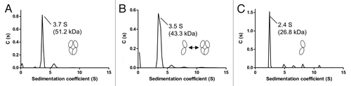 Figure 3. SV-AUC profiles showing continuous size distribution against sedimentation coefficient and apparent solution molecular weight. Apparent molecular weights have been determined from the sedimentation coefficients with cartoon images representing the multimeric state of the main population. (A) IgG4 Fc WT has a mass indicative of a dimeric species with only a small fraction of monomer detectable at 2.4 S. (B) IgG4 Y349D has broadened profile consistent with a rapid equilibrium between monomeric and dimeric species and an average sedimentation coefficient of 3.5S (C) IgG4 Fc T394D has a calculated mass representing monomer with no detectable dimer at 3.7 S.
