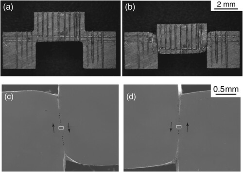 Figure 3. Deformation of the specimen caused by the impact test. Specimen shapes (a) before and (b) after the impact test. Polished surfaces of the (c) left and (d) right sides after the impact test. Cracks are visible in (c) and (d) along sheared zones. The white squares in (c) and (d) are the regions of SEM/EBSD measurements.