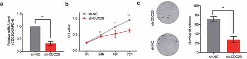Figure 6. Effects of knocking down of CDC20. a) Analysis of CDC20 mRNA levels in cells that transfected with sh‐NC or sh‐CDC20. b-c) CCK-8 and colony formation assay results showing the inhibition of cell proliferation by CDC20 knockdown