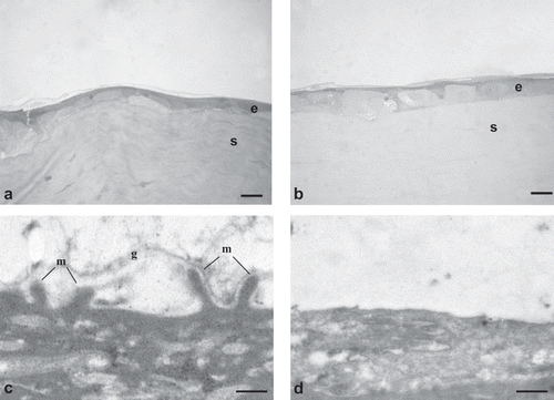 FIGURE 6  Photomicrographs of corneal epithelium structure at LM [(A) AG-Sol treated, and (B) control; scale bar = 10 µm] and at TEM [(C) AG-Sol treated, and (D) control; scale bar = 1 µm] 48 hr post wounding. Legend: e = epithelium; g = glycocalyx; m = microvilli; s = stroma.