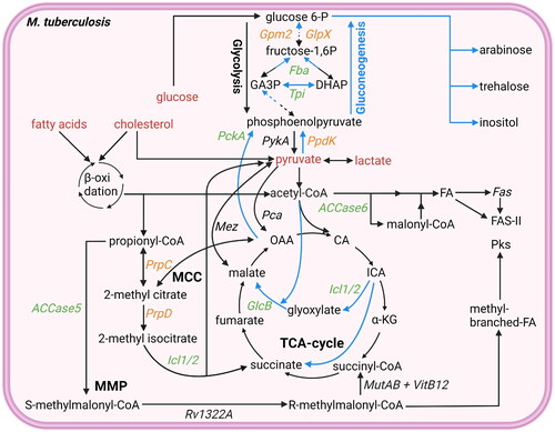 Figure 2. Overview glycolysis, gluconeogenesis, TCA cycle, MCC cycle, and MMC cycle. Mtb uses different pathways to generate ATP, produce molecules for lipid biosynthesis, or detoxify propionyl-CoA. Potential starting molecules for the different pathways are shown (red text). The different pathways contain proteins (italic) or metabolic intermediates (normal text). Proteins were found to be essential for survival of mtb in vitro or in vivo (green text), while others are conditionally essential when grown on a specific nutrient source (orange text) (Sassetti and Rubin Citation2003; Puckett et al. Citation2014Basu et al., 2018; Ganapathy et al. Citation2015; Gutka et al. Citation2015; DeJesus et al. Citation2017). Furthermore, the glyoxylate shunt, not present in mammals, which can be used for gluconeogenesis is shown (blue arrows). TCA cycle intermediates are also shown. Created with Bio-Render.com.
