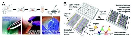 Figure 4. The schematic of droplet generation is shown. (A) generation of drug library, (B) merge the drugs with cells, (C) incubation of the droplets, (D) analysis of the results (Courtesy: Brouzes et al., 2009).Citation33