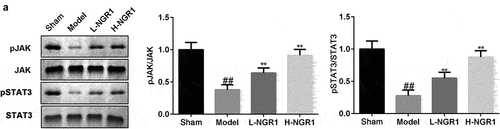 Figure 7. NGR1 activated the JAK2/STAT3 signaling pathway in vivo a The protein expression of p-JAK2 and p-STAT3 was analyzed by Western blot. ##P < 0.01 VS Sham group. **P < 0.01 VS Model group.