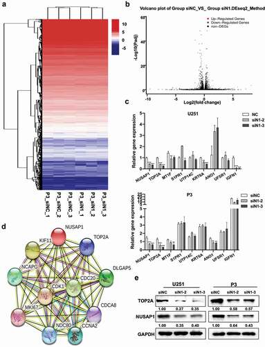 Figure 3. Down-regulation of NUSAP1 inhibits mRNA and protein expression levels of TOP2A in GBM cells. A. Hierarchical clustering based on the differentially expressed genes obtained through RNA sequencing of P3 siNC and P3 siN1 cells. B. Significantly up- or down-regulated genes identified through analysis of RNA sequencing data obtained from stable knockdown of NUSAP1 in P3 cells. C. Results of quantitative RT-PCR with different primers. Data are shown as the mean ± SD. *P < 0.05, **P < 0.01 and ***P < 0.001. D. STRING, is a bioinformatics tool developed to aid in the prediction of protein association networks. E. Western blot analysis of NUSAP1 and TOP2A levels in U251 and P3 cell lines transfected with NUSAP1 siRNAs.