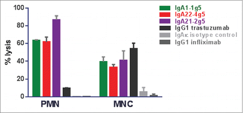 Figure 7. ADCC assays with IgA1-1g5 and IgA22-4g5 purified as described in Figure 2, IgG1 trastuzumab and isotype controls incubated at 1 µg/mL using isolated human PMN and MNC as effector cells and SK-BR-3 as target cells in a 25:1 ratio. Cell lysis was measured after 24 hours. The graph represents typical data from one of 3 different donors that were tested. n = 3 replicates; ± SEM.