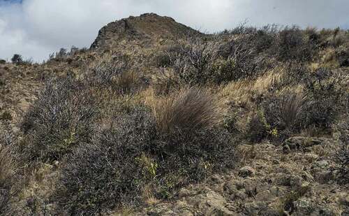 Figure 1. Photograph of burnt Polylepis microphylla shrubs in the study area