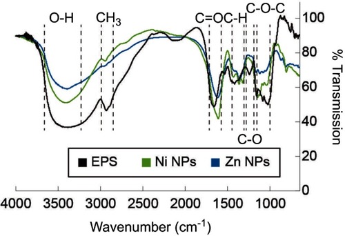Figure 1 Comparison of FTIR spectra of EPS before and after metal reactions. Black line corresponds to EPS as used for the reactions. Blue line corresponds to EPS with the synthesized Zn nanoparticles. Green line corresponds to EPS with the synthesized Ni nanoparticles.Abbreviations: FTIR, Fourier transform-infrared spectroscopy; EPS, exopolysaccharides.