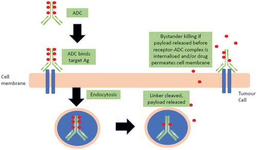 Figure 1. The mechanism of action of antibody-drug conjugates