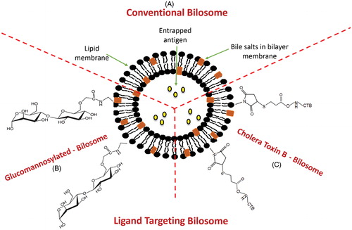 Figure 5. Structural composition of different types of bilosomes. (A) Conventional bilosome, (B) Glucomannan bilosome and (C) Cholera toxin B-bilosome.