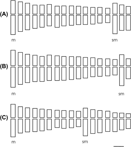 Figure 3. Idiograms of Vernonanthura species. (A) V. pesudolinearifolia, 28m + 6sm; (B) V. squamulosa, 30m + 4sm; (C) V. tweediana, 20m + 14sm. Scale 1 μm.