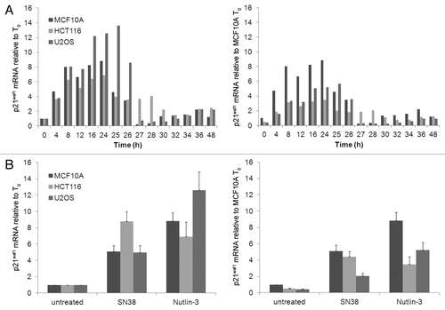Figure 3. p21waf1 mRNA kinetics following Nutlin-3 treatment. (A) Cells were incubated with 10 µM Nutlin-3 from 0–24 h. The drug was removed and cells were incubated for an additional 24 h in fresh medium. Cells were harvested at the indicated times and assayed for p21waf1 mRNA levels using RT-qPCR. (B) Cells were incubated with 10 ng/ml SN38 or 10 µM Nutlin-3 for 24 h, harvested and assayed for p21waf1 mRNA levels using RT-qPCR. The error bars represent SE of at least three independent experiments.