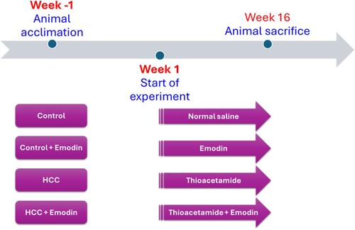 Figure 1. Timeline of the animal treatment in the study.