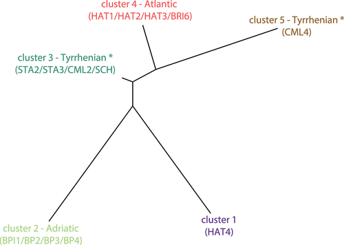 Figure 5. The distance tree generated by STRUCTURE and depicting genealogies among the 5 inferred genetic clusters (K = 5). Cluster colors refer to Figure 4E. Sites clearly assigned to a cluster (< 30% admixture) are indicated in parentheses – (*) note that “Tyrrhenian” refers to the geographic location of sites, rather than their genetic makeup (see text for details).
