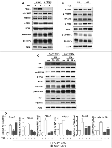 Figure 5. For figure legend, see page 636. Figure 5 (See previous page). Role of FOXO1 in HDACIs-induced MTOR suppression. (A) FOXO1 knockdown increased MTOR activity. HCT116 were transiently transfected with a nonspecific siRNA or the FOXO1-specific siRNA followed by TSA treatment (0.5 μM) for 12 h. (B) HCT116 cells were treated with 0.25 μM TSA in the absence or presence of FOXO1 inhibitor AS1842856 (100 nM) for 24 h. Total protein was extracted and subjected to immunoblotting for FOXO1, phospho-RPS6KB (T389), RPS6KB, phospho-RPS6 (Ser235/236), RPS6, phospho-EIF4EBP1 (T37/46), and EIF4EBP1 antibodies. (C) Tsc2+/+ and tsc2−/− MEFs were treated with 1 μM TSA for 2 different time points (6 or 12 h). Cell lysates were lysed, collected, and immunoblotted for TSC2, FOXO1, Ac-FOXO1, phospho-RPS6 ribosomal protein (Ser235/236), RPS6, phospho-EIF4EBP1 (T37/46), EIF4EBP1, LC3, and SQSTM1 levels. (D) Tsc2+/+ and tsc2−/− MEFs were treated with 1 μM TSA for 12 h and total RNA was isolated from cells. The mRNA levels of Atgs were also determined by real-time PCR, including Atg4b, Atg12, Pik3c3, Becn1, and Map1lc3b. Fold change in mRNA levels was calculated by normalizing to Gapdh.