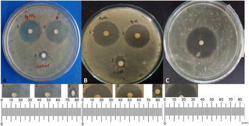 Figure 7. Comparative Disk diffusion antibacterial assay of P. sylvestris L. seed extracts and Green-synthesized AgNPs and Bulk AgNO3 against (A) P. acnes, (B) S. epidermidis and (C) Standard.