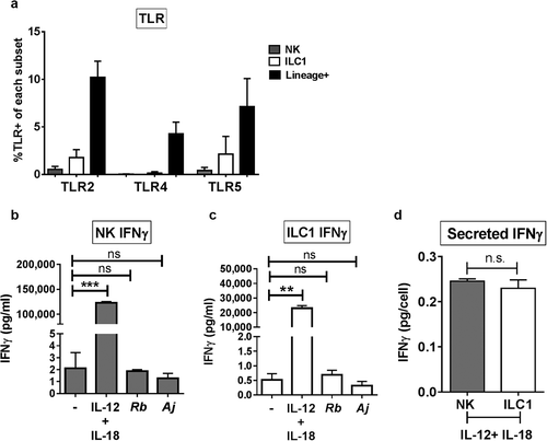 Figure 5. IFNγ production was not mediated by Group 1 ILC direct recognition of Gram-negative bacteria. (a) Percentages of LPMCs stained ex vivo for TLR2, TLR4, or TLR5 expression and gated on NK cells or ILC1s, or Lineage-positive cells that are larger on Forward Scatter-area vs Side Scatter-area flow plots.N = 6. (b) Quantification of IFNγ (pg/mL) in the supernatant of purified NK cells or (c) ILC1s exposed to recombinant IL-12p70 and IL-18 (50ng/mL), A. junii (Aj) or R. bromii (Rb) in vitro. N = 3. (d) Normalization of secreted IFNγ (pg/mL) per the amount of plated NK or ILC1s (cells/mL) to determine IFNγ (pg/cell). N = 3. Bars are mean + S.E.M. Statistical analysis performed was paired t-test or one-way ANOVA comparing the mean of each column. **p < .01, ***p < .001, n.s. = not significant.