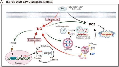 Figure 22. Model of PAL-induced ferroptosis in malignant mesothelioma (MM) cells, with exogenous NO as a component of PAL; initially, NO activates transcription factor NF-κB in MM cells, upregulating the downstream iNOS; then, NO accumulates in lysosomes, starting autophagic process; eventually, lysosomal lipid peroxidation is exceeded over the threshold and leads to lysosomal membrane permeabilization (LMP); this entire process eventually leads to ferroptosis [Citation184] (Reprinted from Redox Biol 43, 101989 (2021)).