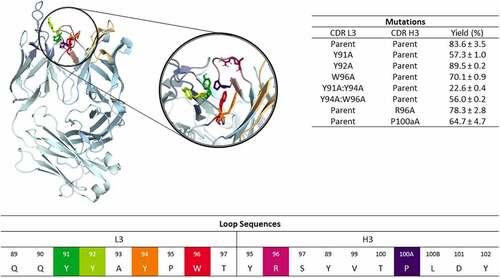 Figure 1. Structure of the anti-MET antibody showing a close-up of the CDR-L3 and CDR-H3 loop residues. The mutated residues are color-coded according to the sequence representation depicted below. The different variants including the experimentally determined bispecific IgG yields are summarized on the right.Citation18 Ribbon representation of the X-ray structure of the anti-MET Fab showing that CDR-L3 mutations in this study are distributed over the length of the CDR-L3 loop and in the beginning and the end of the CDR-H3 loop.