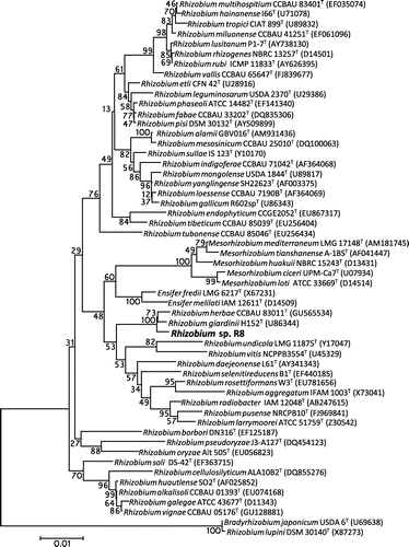 Fig. 3. A phylogenetic tree by neighbor-joining method showing the relationships of genus Rhizobium based on 16S rRNA gene sequences.Note: Bootstrap probabilities (shown as percentages at junctions) were determined from 1,000 samplings.