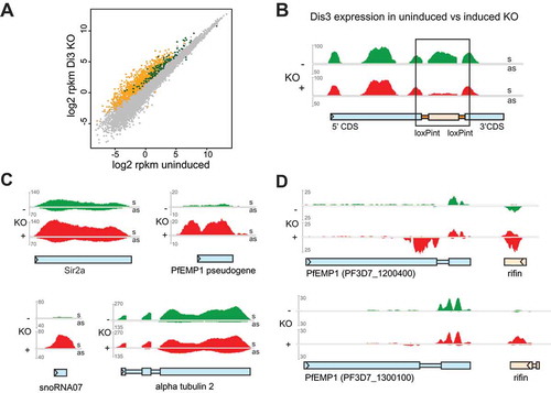 Figure 4. Differential gene expression and accumulation of virulence gene-associated cryptic unstable transcripts (CUTs) in Dis3-loxPint KO line.(a) Scatter plot of differential gene expression in the Pfdis3-loxPint KO. Log2 RPKM values of the uninduced Pfdis3-KO are plotted against the log2 RPKM values of the induced KO (combined results from two clones in replicate). The yellow and dark green dots mark differentially expressed (≥ 1.75 fold) antisense and sense transcripts, respectively. The grey dots mark genes that are not significantly changed (combined sense and antisense).(b) Expression profile for the Pfdis3 transcript, with the black box highlighting the KO region (bedgraph coverage illustration of relative expression from IGV). The uninduced expression profile is marked in green and the Pfdis3-KO in red; upper part of the panel show sense (s) and the lower panel antisense (as) expression for both conditions, respectively.(c) Other representative examples of differentially expressed genes: increased sense transcript was observed for Sir2a (PF3D7_1328800), PfEMP1 pseudogene (PF3D7_1480100), snoRNA07 (PF3D7_1109000), while for alpha tubulin 2 (PF3D7_0422300) antisense RNA is increased.(d) Representative expression profiles of two silent var genes and their neighboring rif (PF3D7_1200500 and PF3D7_1300200). As these genes are coded on different strands, sense direction for the var gene and antisense for the rif are in the top part of the panel; antisense for the var gene and sense for the rif in the lower part.