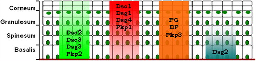 Figure 3. Differentiation-specific distribution of the desmosomal proteins within the epidermis. Dsg, desmogleins; Dsc, desmocollins; PG, plakoglobin; DP, desmoplakin; Pkp, plakophilin.
