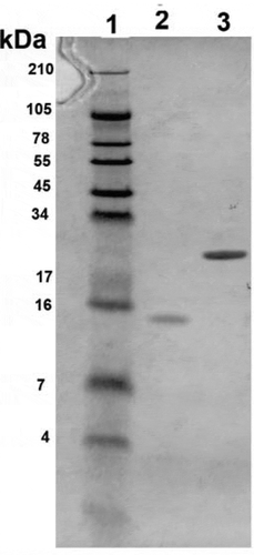 Figure 6. Polyacrylamide gel electrophoresis of Burkholderia pseudomallei proteins. Purified proteins Hcp1 and BPSS1996 were electrophoresed to confirm their purity, mobility and size. The gel was run and stained with Coomassie blue and the samples were adjusted to 100 µg/ml before loading the wells. The bands sizes agreed with the predicted sizes of 12 kDa for BPSS1996 and 22 kDa for Hcp1. Lanes (left to right): 1, Protein ladder; 2, BPSS1996; 3, Hcp1. Protein Molecular Weight (http://www.cellbiol.com/sequence_manipulation_suite/protein_mw.php) was utilized to predict the molecular weights of Hcp1 and BPSS1996 using the corresponding amino acid sequences.