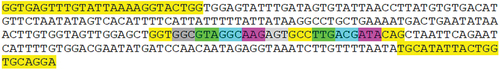 Figure 1. NCBI reference sequence: NG_007524.2.