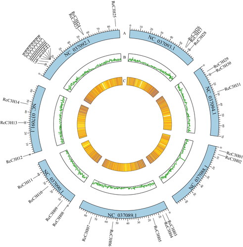 Figure 1. Localization of RcC3H members on the chromosomes. The RcC3H members were localized chromosomes 1–7 in R. chinensis (Chr1–7). (A) The position of RcC3H members on the chromosomes. (B) The gene density of the sense strand, the more the purple color is, the denser the genes are. (C) The gene density of the antisense strand; the more lines there are, the more genes there are in this part.