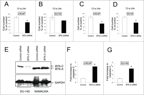 Figure 3. BTK shRNA and BTK-(C)specific siRNAs knock down decrease cell survival in prostate cancer cell lines. LNCaP (A) and DU145 (B) were transfected with shRNA and co-transfected with GFP to mark transfected cells. Transfected cells were counted at 24h and 72h and the 72h to 24h ratio was calculated and expressed as % of the control. LNCaP (C) and DU145 (D) were transfected with BTK-C specific siRNA or non-targeting siRNA. Co-transfection with a GFP expressing plasmid marks transfected cells. Transfected cells were counted and the 96h to 24h ratio was calculated and expressed as % of the control. (E) DU145 and NAMALWA cells were transfected with BTK-C specific siRNA and control siRNA for 48h. The cell lysates were prepared for immunoblotting. GAPDH is a loading control; the results show BTK-C siRNA just decreases the BTK-C protein and not BTK-A protein in NAMALWA cells. LNCaP (F) and DU145 (G) were transfected with BTK-C specific siRNA or non-targeting siRNA as a control for 48h. Increased cleaved caspase-3 was detected compared with control. Apoptotic cells for each treatment were calculated as fold increase in Caspase-3 positive cells of control. Mean of triplicate assays ± SD. Student t-test, *p < 0.05.