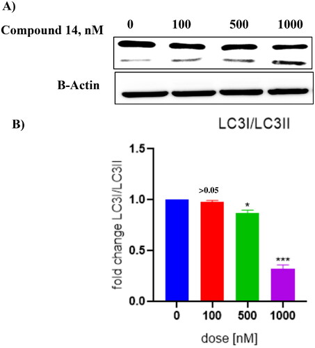 Figure 11. (A) Cleavage of LC-3 (autophagy marker) (B) Protein expression was measured by western blotting after 24 h treatment. The intensity of the band indicates down regulation of proteins in the cells. Data represented as the mean of three independent experiments. Statistical significance is represented as follows: ns - non-significant, * p < 0.05, *** p < 0.001.