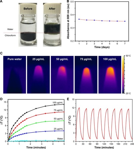 Figure 3 (A) Photograph of the Cu5FeS4 dispersed in chloroform and water before and after surface modification. (B) The absorbance intensity at 808 nm curve with time for the Cu5FeS4 dispersed in water. (C) NIR photothermal images and (D) corresponding heating curves of pure water and Cu5FeS4 cube nanoparticles aqueous dispersions with different concentrations under 808 nm laser irradiation (1 W/cm2) for 5 minutes. (E) Photothermal performance for Cu5FeS4 cube nanoparticles aqueous dispersions after eight cycles of laser on/off.Abbreviation: NIR, near-infrared.