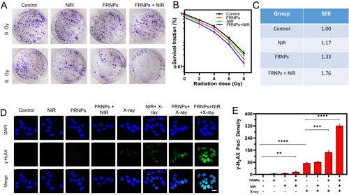 Figure 4 Sensitization effect study of FRNPs on ECA 109 cells. (A) Colony formation images of ECA 109 cells treated with FRNPs (100 μg/mL) and/or laser irradiation and/or X-ray radiation (6 Gy). (B) Surviving fractions of ECA 109 cells treated with or without FRNPs and/or laser irradiation at radiation doses of 0, 2, 4, 6, and 8 Gy. Data represent as mean ± SD of at least three identically and independently prepared samples. (C) Sensitization enhancement ratio (SER) of control, NIR, FRPNs, and FRPNs + NIR calculated by the multitarget single-hit model. (D) The representative images of ECA 109 cells in different treatment groups stained with γ-Н2АХ. DAPI was used as a nuclear marker (scale bar =10 nm). (E) Normalized γ-H2AX fluorescent spots number of different groups (n = 3). P values were calculated by the Student’s test: **p < 0.01, ***p < 0.001, ****p < 0.0001.